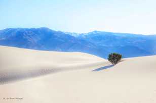 Mesquite Sand Dunes-9821